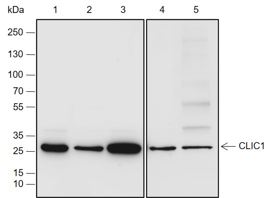 Anti-CLIC1 Rabbit mAb
