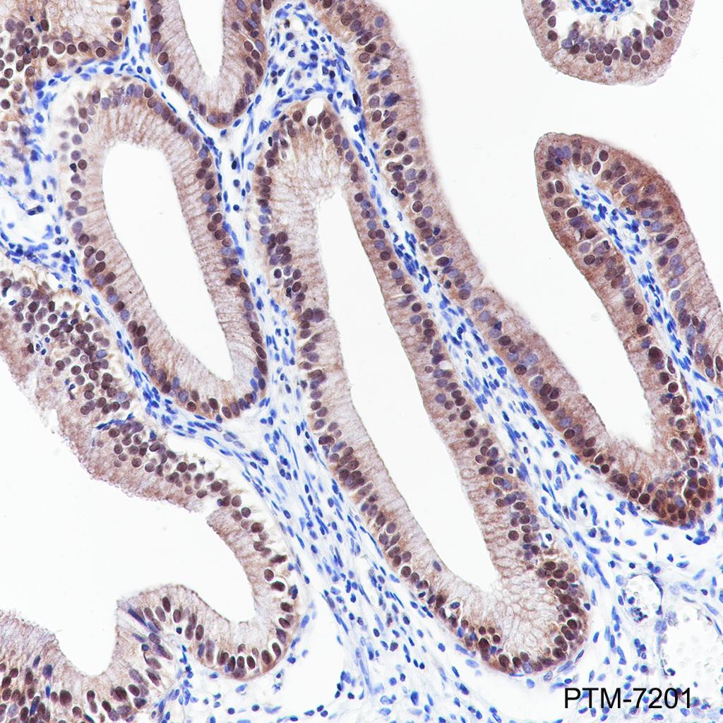 Anti-CLIC1 Rabbit mAb