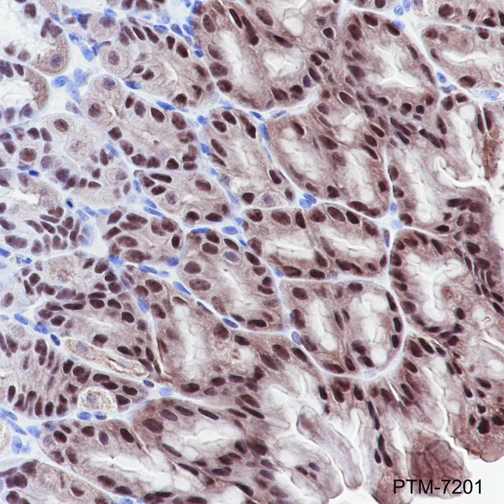 Anti-CLIC1 Rabbit mAb