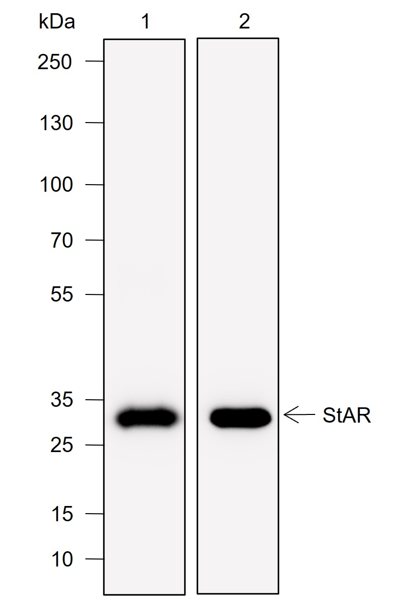 Anti-StAR Rabbit mAb