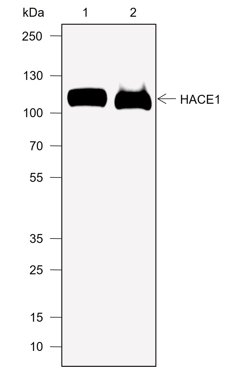 Anti-HACE1 Rabbit mAb