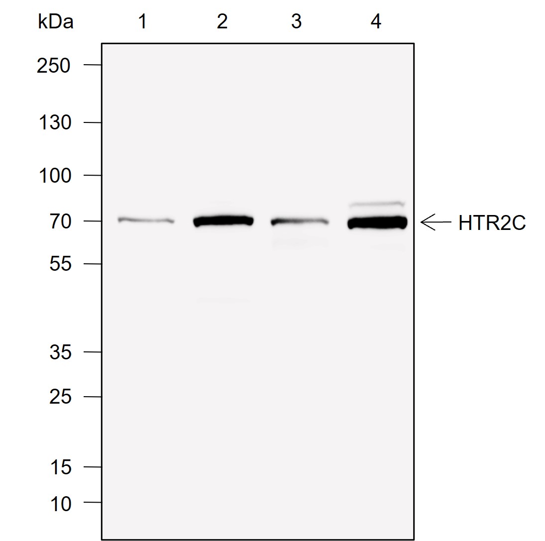 Anti-HTR2C Rabbit mAb