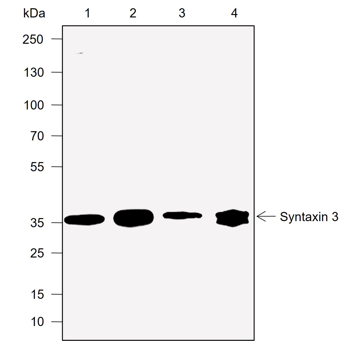 Anti-Syntaxin 3 Rabbit mAb