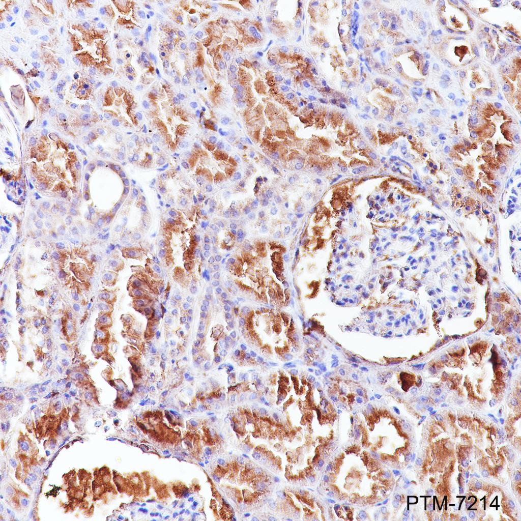 Anti-Syntaxin 3 Rabbit mAb