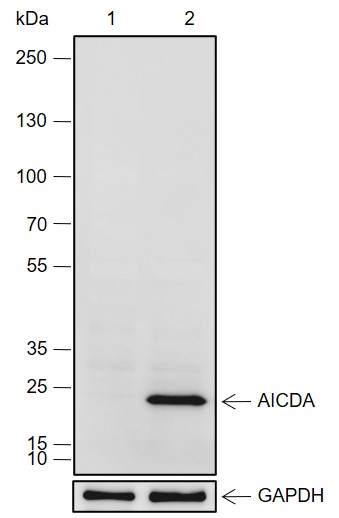 Anti-AID Rabbit mAb