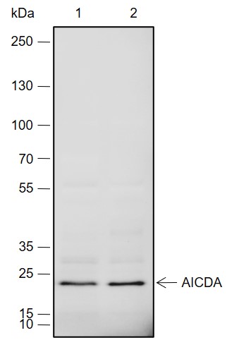 Anti-AID Rabbit mAb