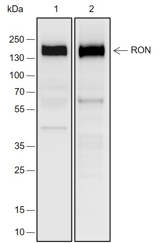 Anti-RON Rabbit mAb