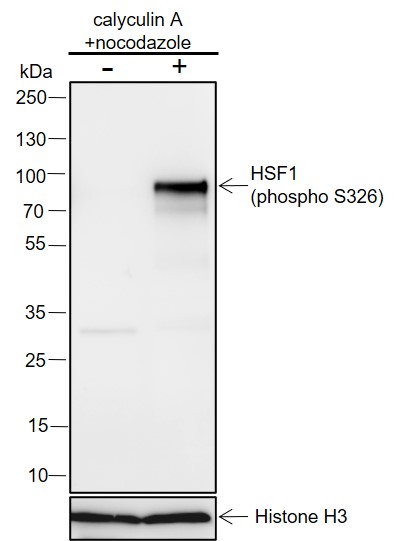 Anti-Phospho-HSF1 (Ser326) Rabbit mAb