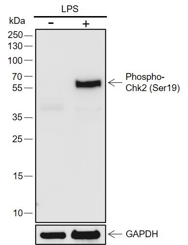 Anti-Phospho-Chk2 (Ser19) Rabbit pAb