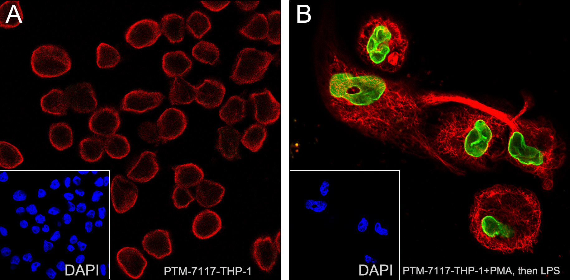 Anti-Phospho-Chk2 (Ser19) Rabbit pAb