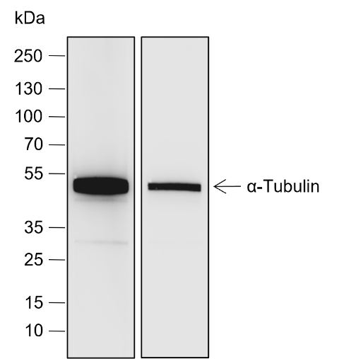 Goat Anti-Mouse IgG H&L (HRP)