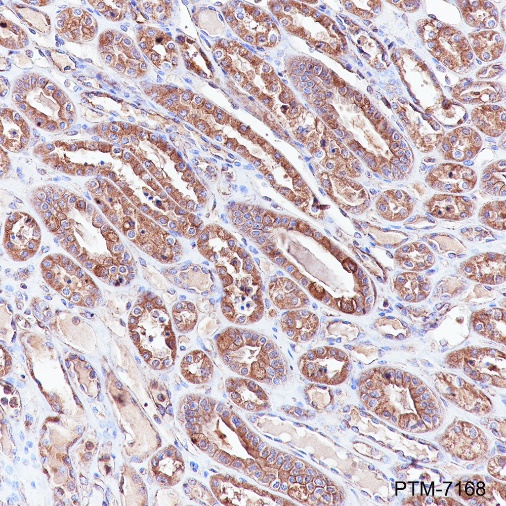 Goat Anti-Mouse IgG H&L (HRP)