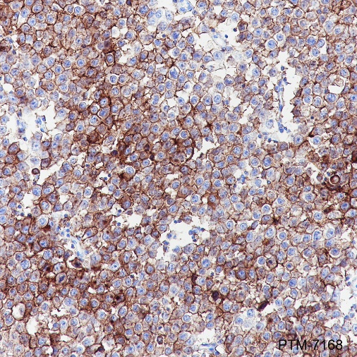 Goat Anti-Mouse IgG H&L (HRP)