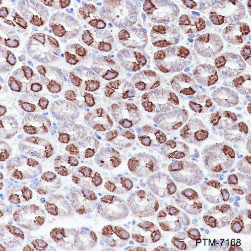 Goat Anti-Mouse IgG H&L (HRP)