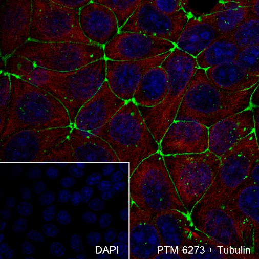 Anti-Claudin-5 Rabbit mAb