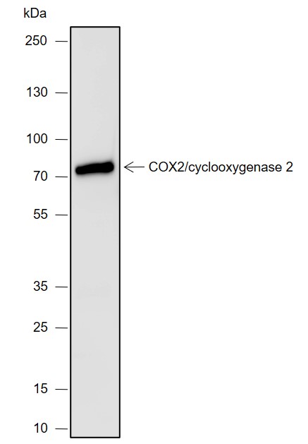 Anti-COX2 / Cyclooxygenase 2 Rabbit mAb
