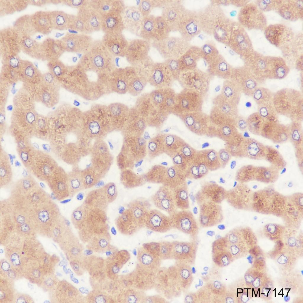 Anti-COX2 / Cyclooxygenase 2 Rabbit mAb