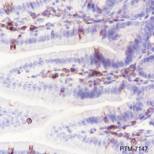 Anti-COX2 / Cyclooxygenase 2 Rabbit mAb