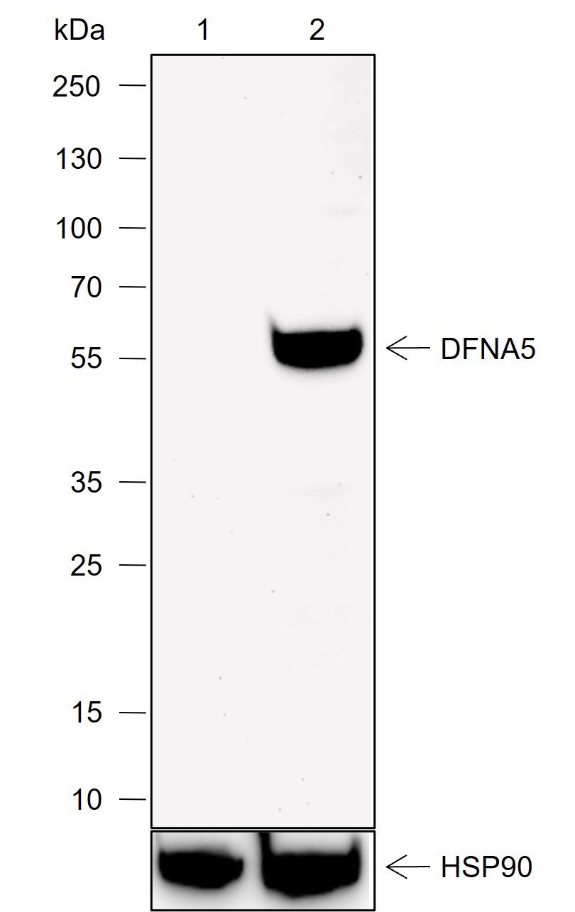 Anti-DFNA5/GSDME Mouse mAb