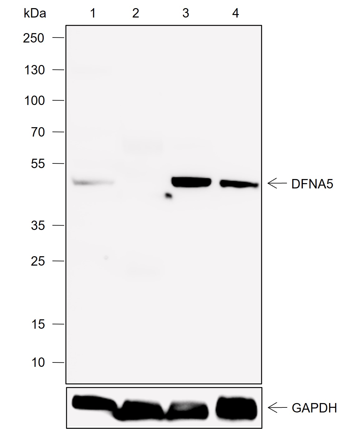 Anti-DFNA5/GSDME Mouse mAb