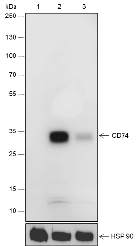 Anti-CD74 Rabbit mAb