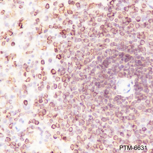 Anti-CD74 Rabbit mAb