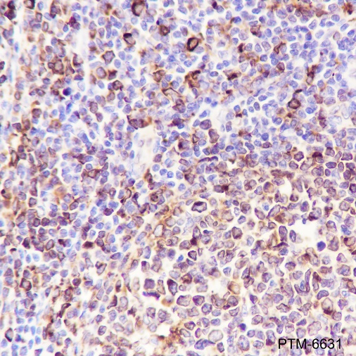Anti-CD74 Rabbit mAb