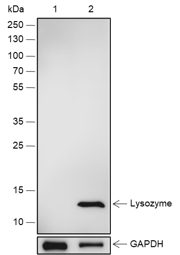 Anti-Lysozyme Rabbit mAb