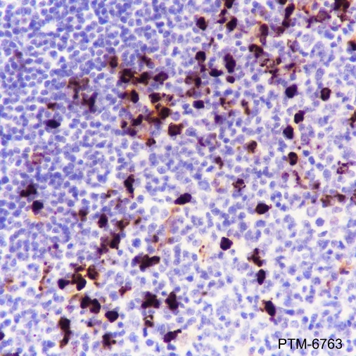 Anti-Lysozyme Rabbit mAb