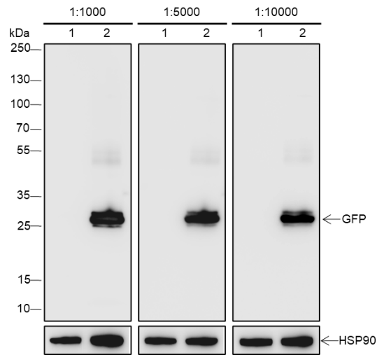 Anti-GFP Mouse mAb