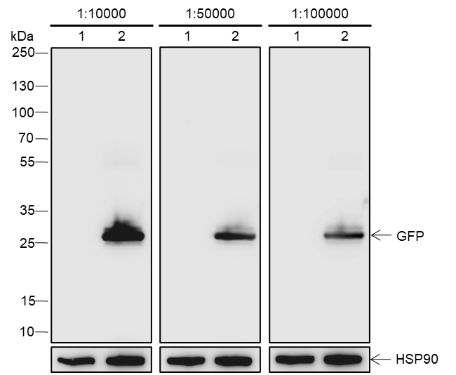 Anti-GFP Rabbit mAb