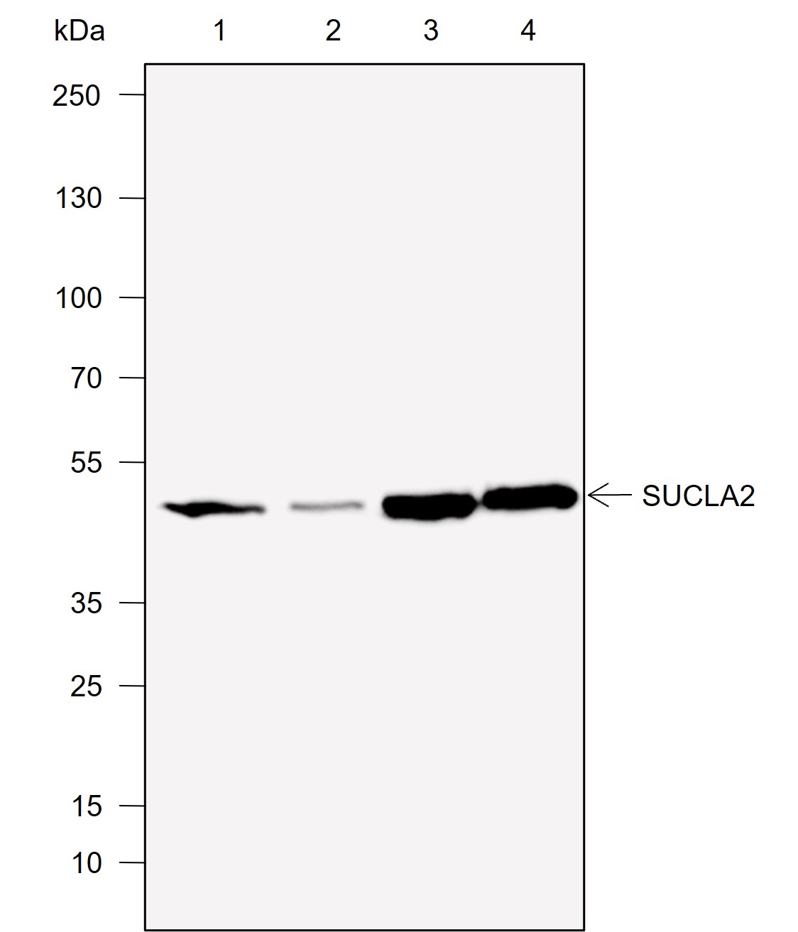 Anti-SUCLA2 Mouse mAb