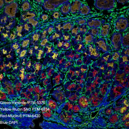 Anti-MUC5AC Mouse mAb