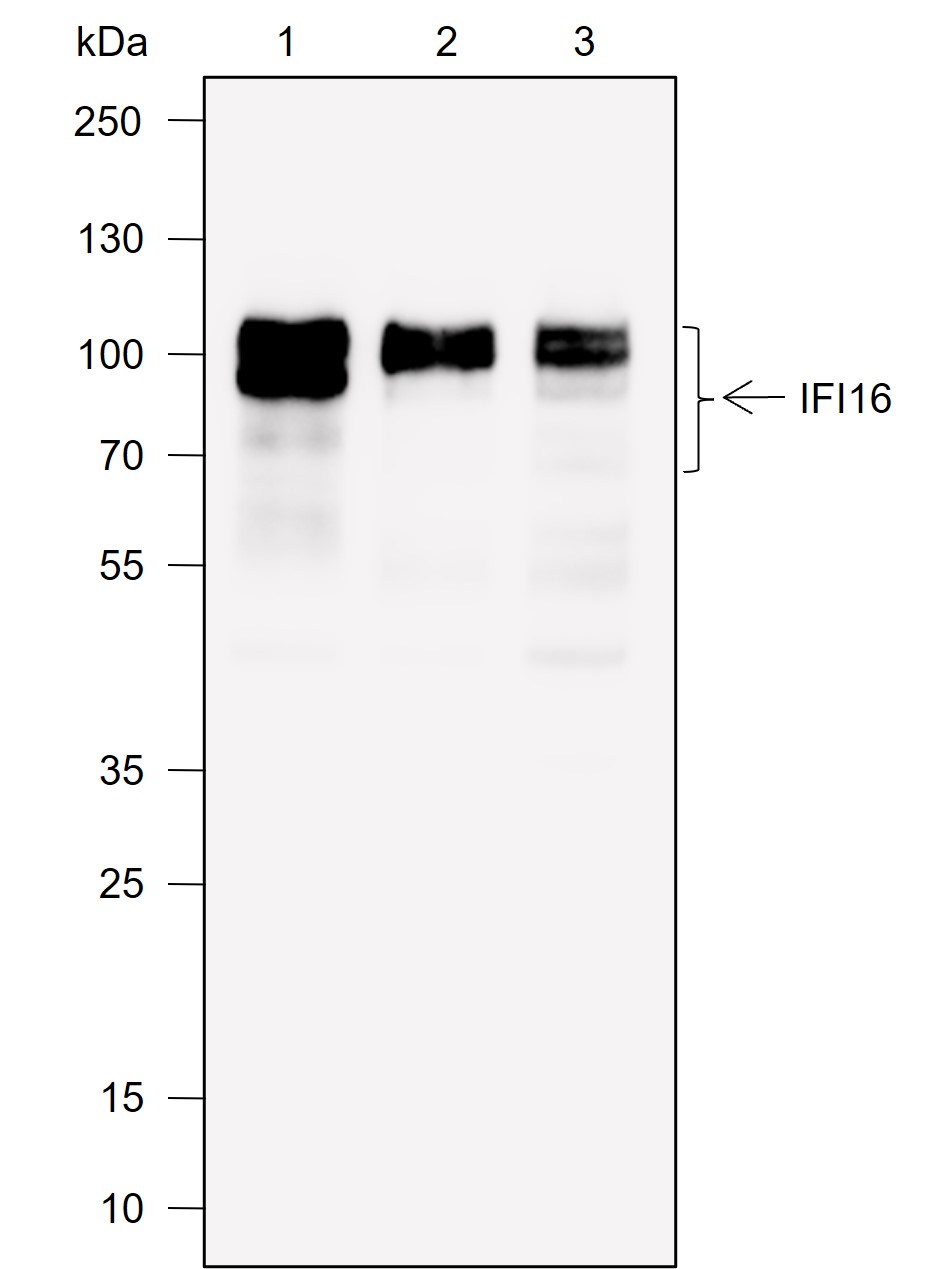 Anti-IFI16 Mouse mAb
