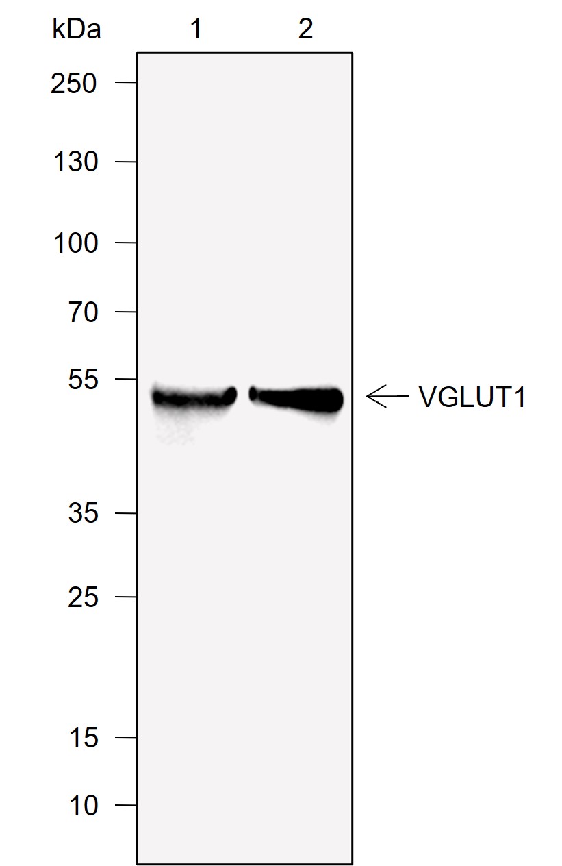 Anti-VGLUT1 Rabbit mAb