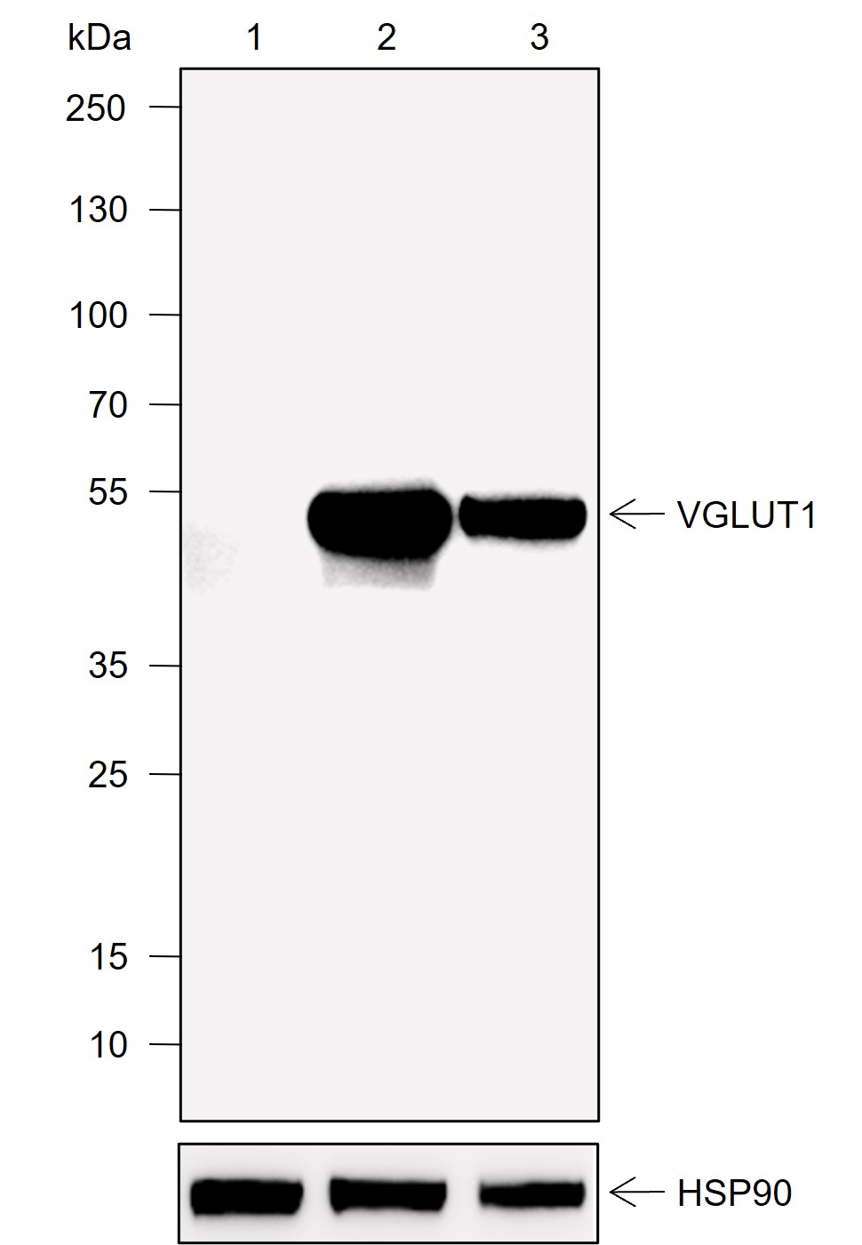 Anti-VGLUT1 Rabbit mAb