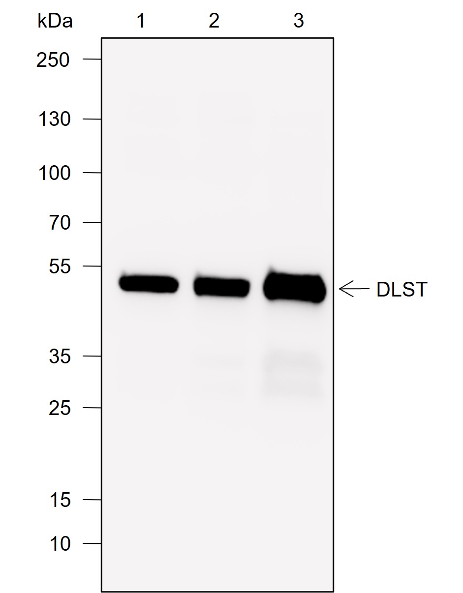 Anti-DLST Rabbit mAb