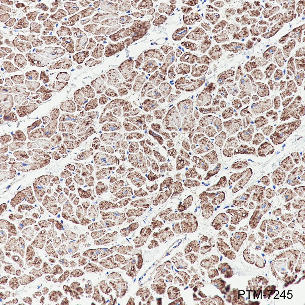 Anti-DLST Rabbit mAb