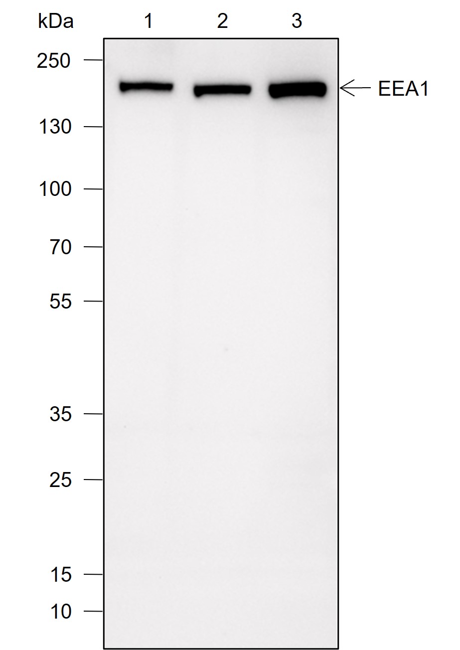 Anti-EEA1 Mouse mAb