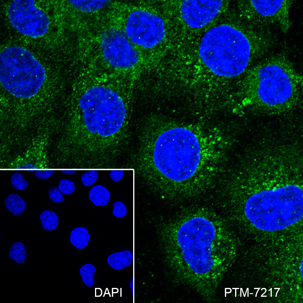 Anti-EEA1 Mouse mAb