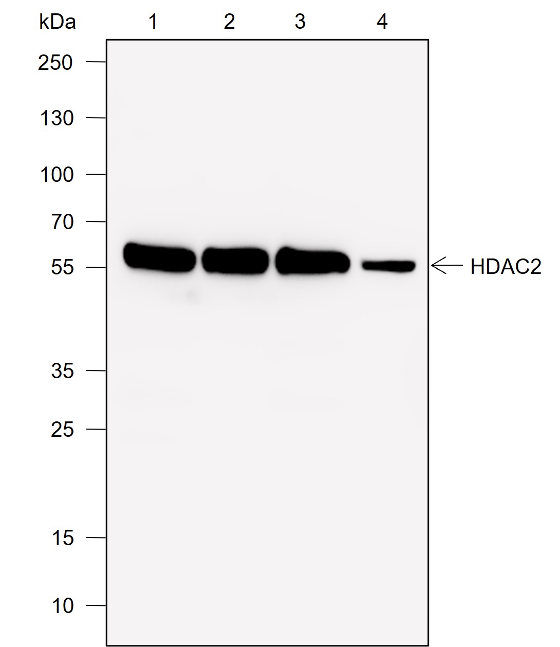 Anti-HDAC2 Mouse mAb