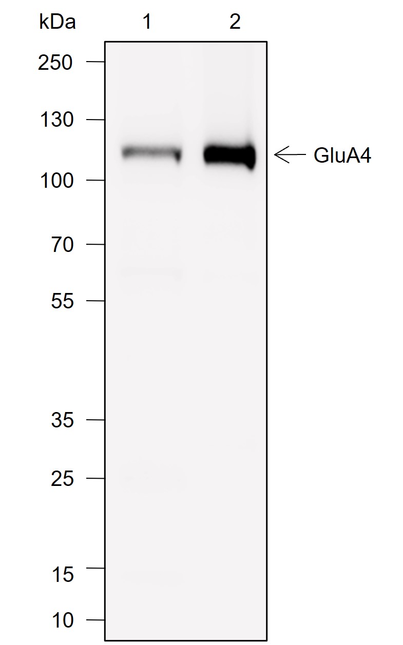 Anti-AMPA Receptor 4 / GluA4 Rabbit mAb