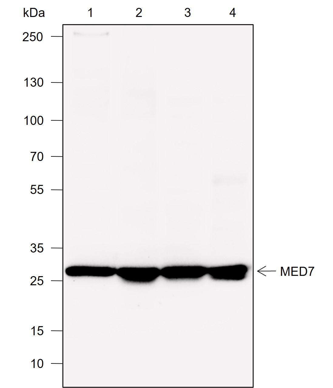 Anti-MED7 Rabbit mAb