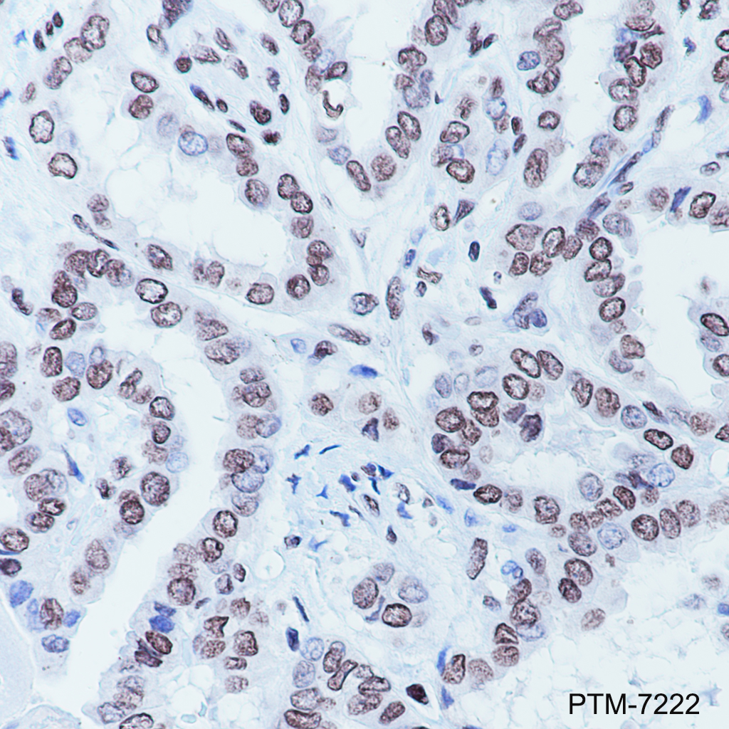 Anti-MED7 Rabbit mAb