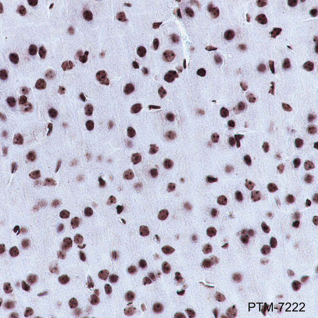 Anti-MED7 Rabbit mAb