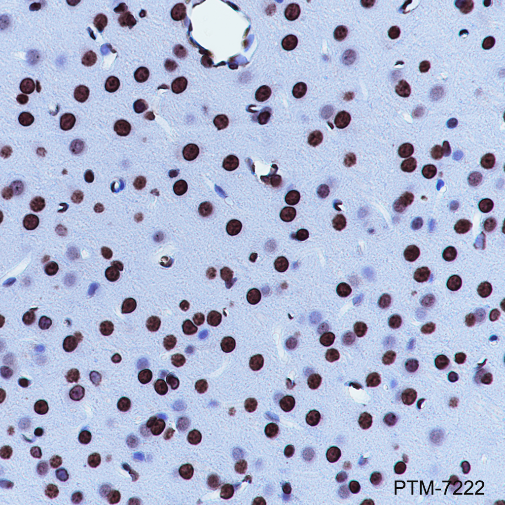 Anti-MED7 Rabbit mAb