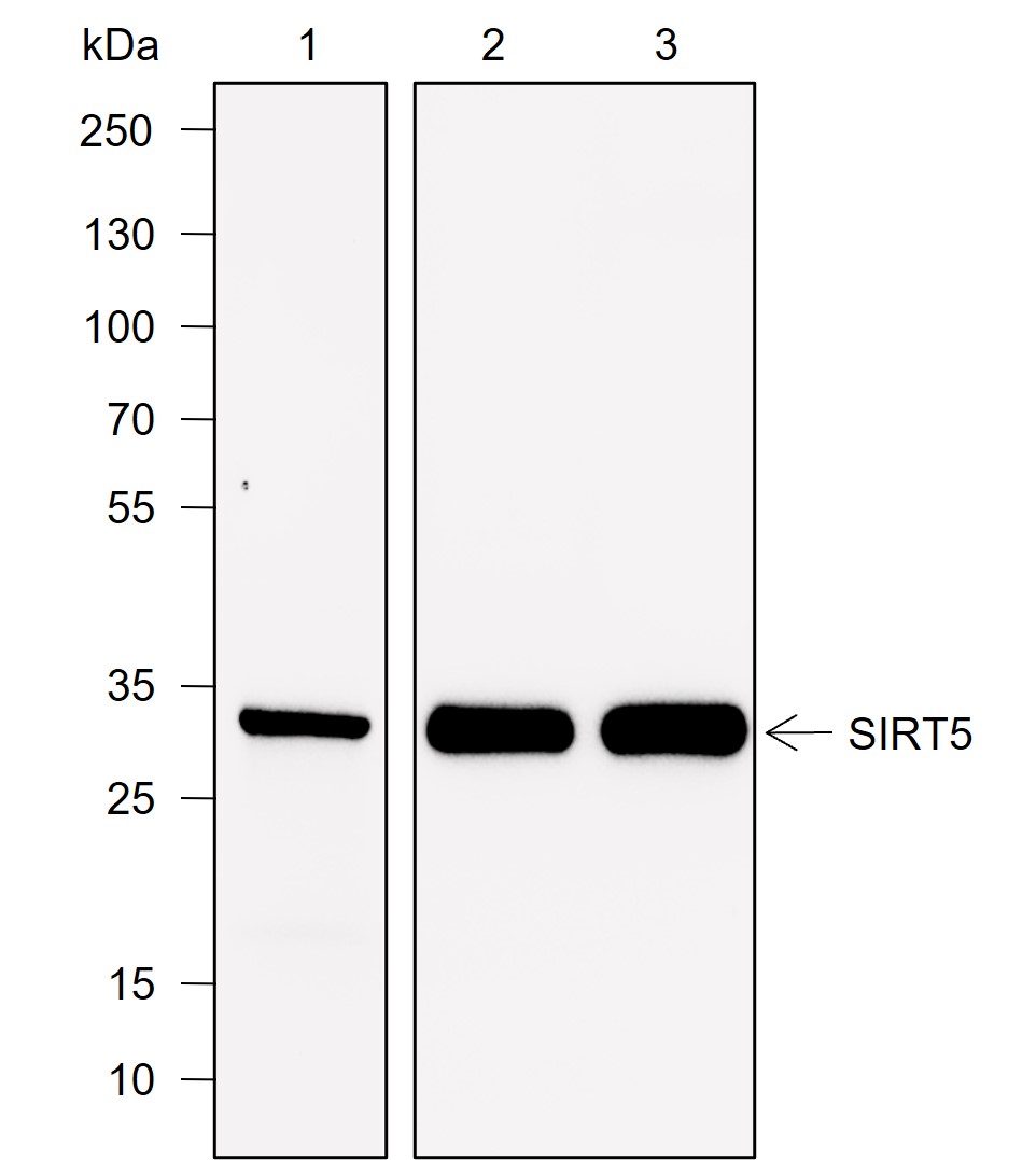 Anti-SIRT5 Rabbit mAb