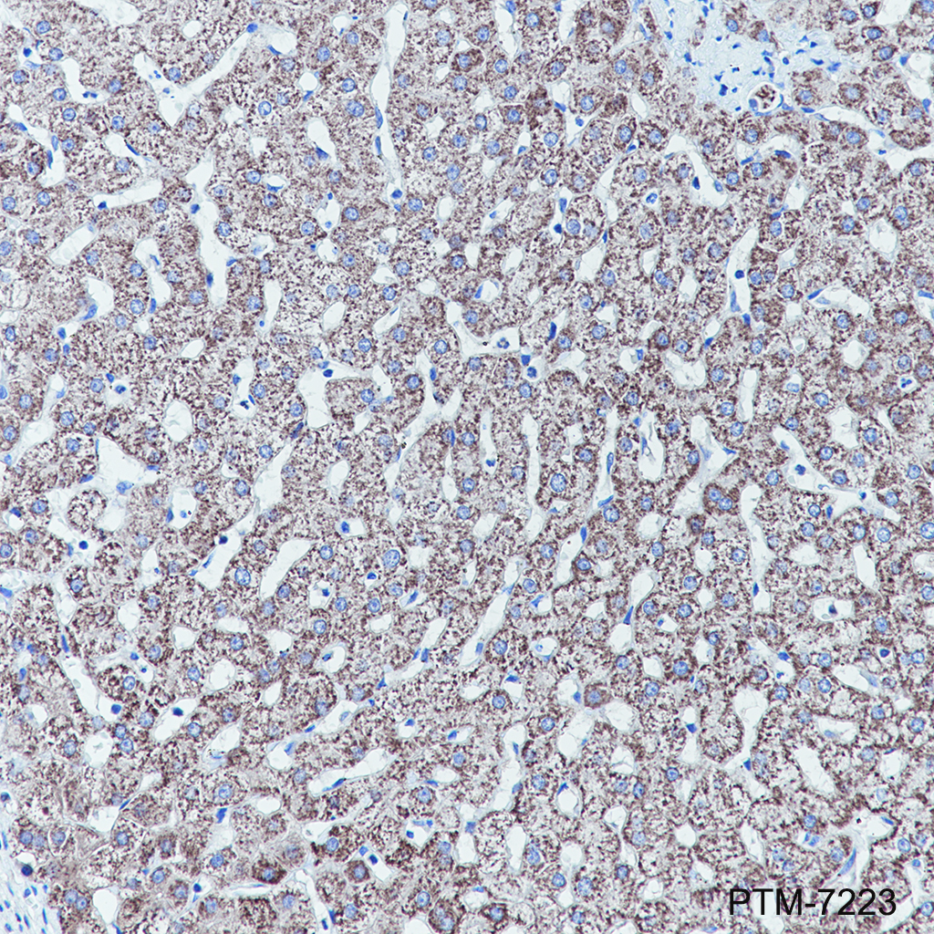 Anti-SIRT5 Rabbit mAb