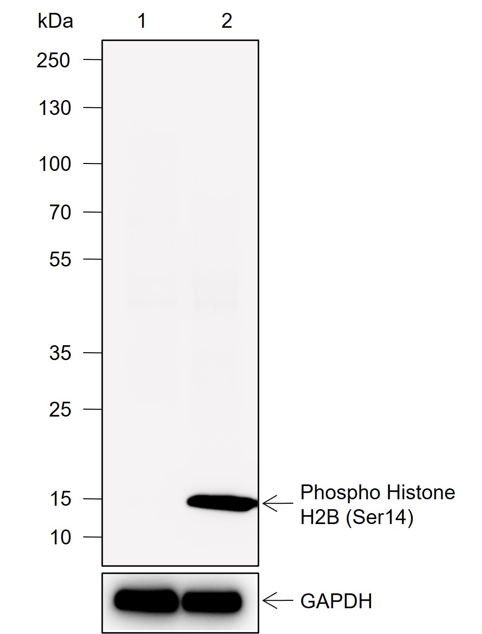Anti-Phospho-Histone H2B (Ser14) Rabbit mAb