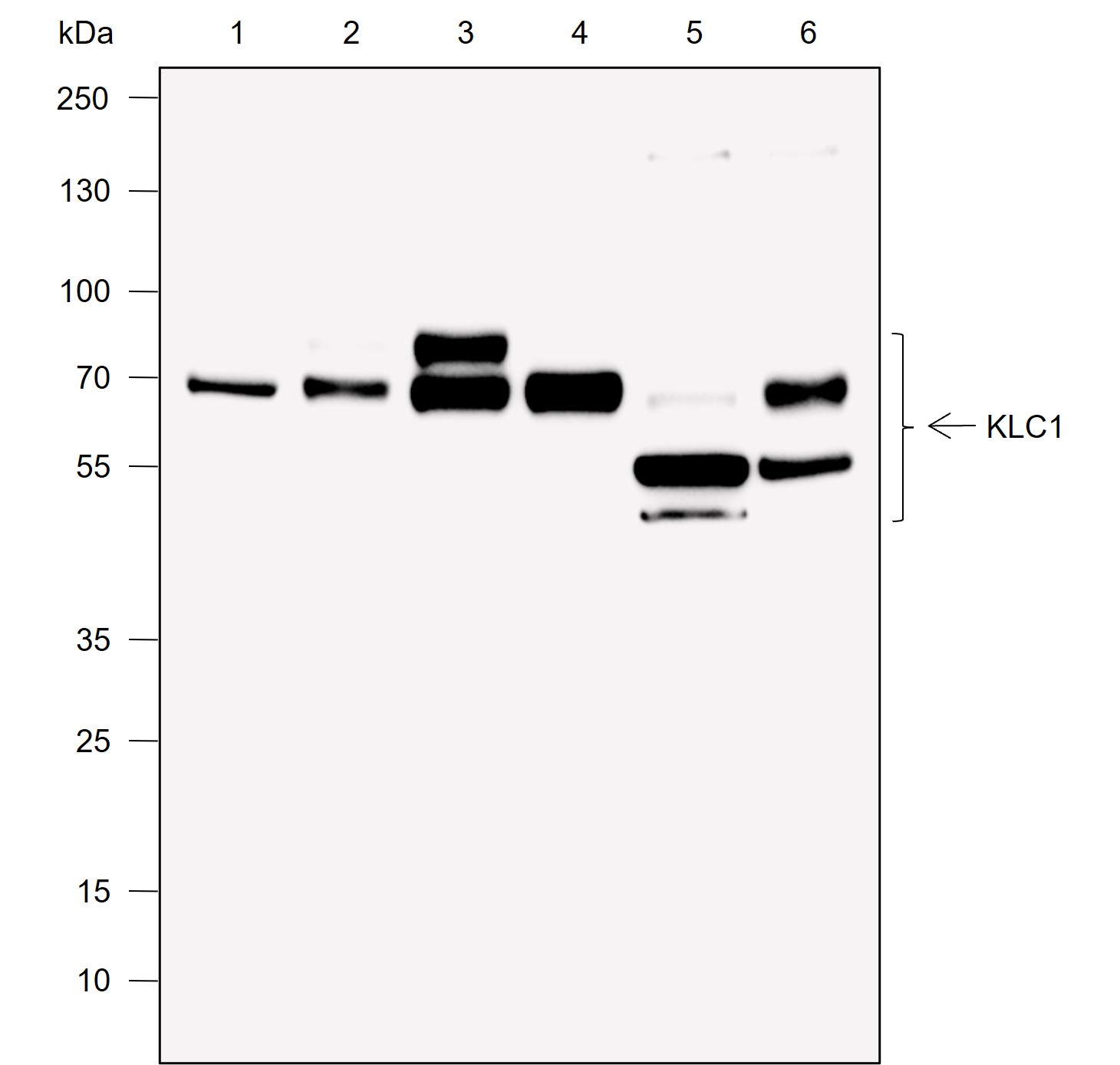 Anti-KLC1 Rabbit mAb